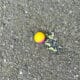 FIELD_Premium_Paintballs_2000er_Karton_exklusiv_fuer_Spielfelder_gelb_pink_Fuellung.jpg